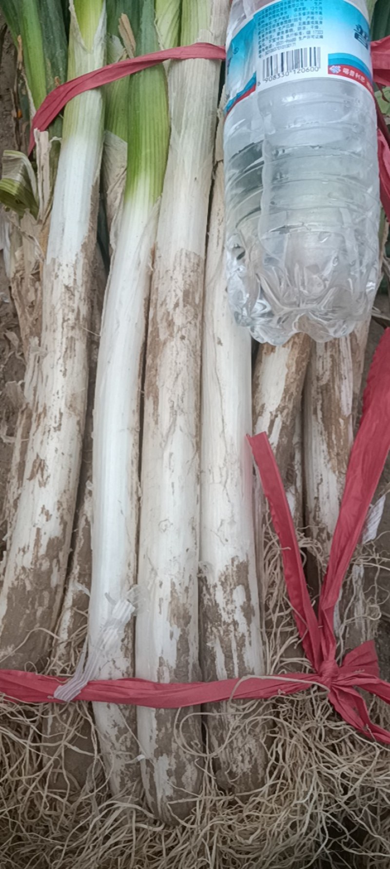 山东乐陵大葱新鲜供应，基地直发量大从优对接批发