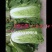 【热销】大白菜，白菜