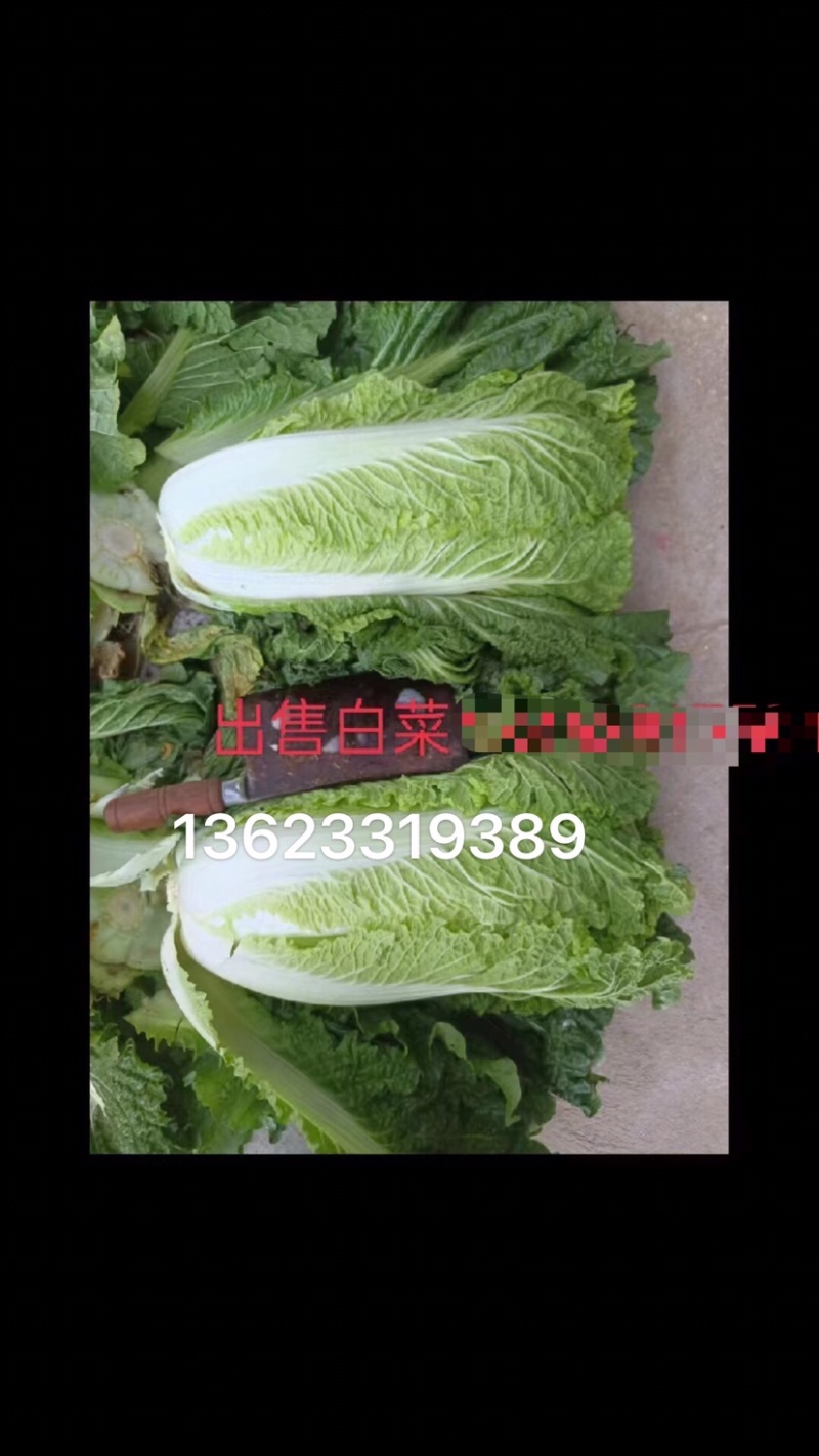 【热销】大白菜，白菜