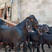 黑山羊种羊大耳黑山羊纯种努比亚黑山羊活体黑山羊羊羔羊崽