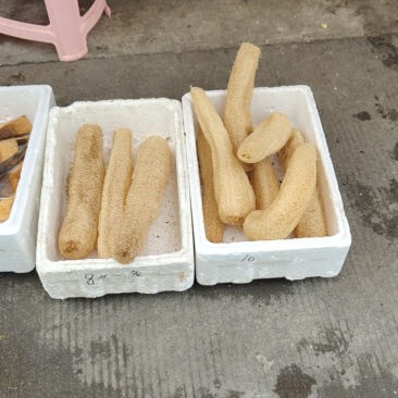 水瓜络丝瓜络