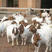 波尔山羊价格纯种波尔山羊种羊羊羔羊崽小羊苗育肥羊羔