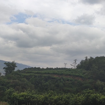 山地板栗基地转让
