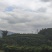 山地板栗基地转让
