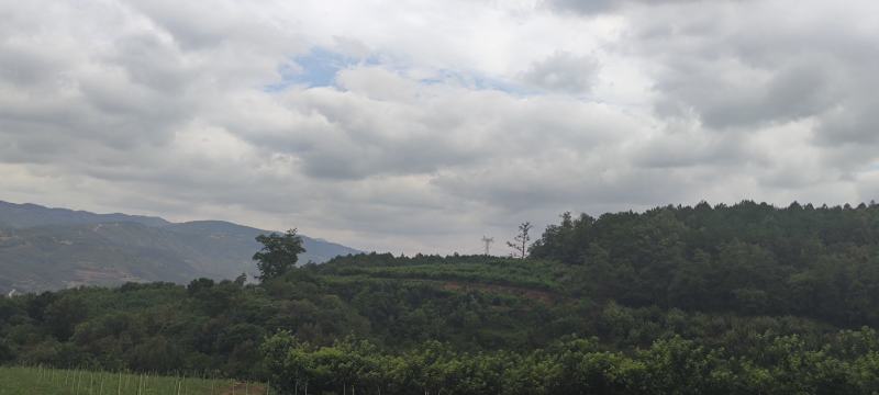 山地板栗基地转让