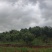 山地板栗基地转让