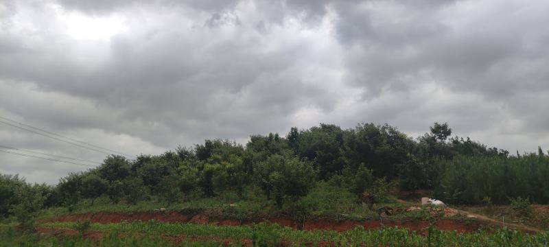 山地板栗基地转让