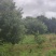 山地板栗基地转让