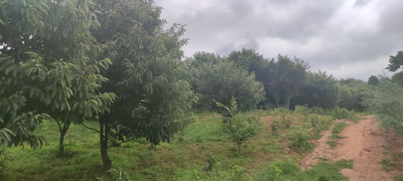 山地板栗基地转让