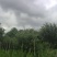 山地板栗基地转让