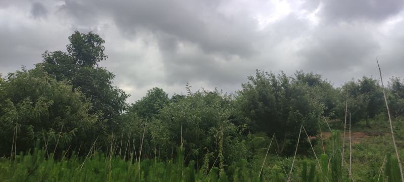 山地板栗基地转让