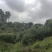山地板栗基地转让