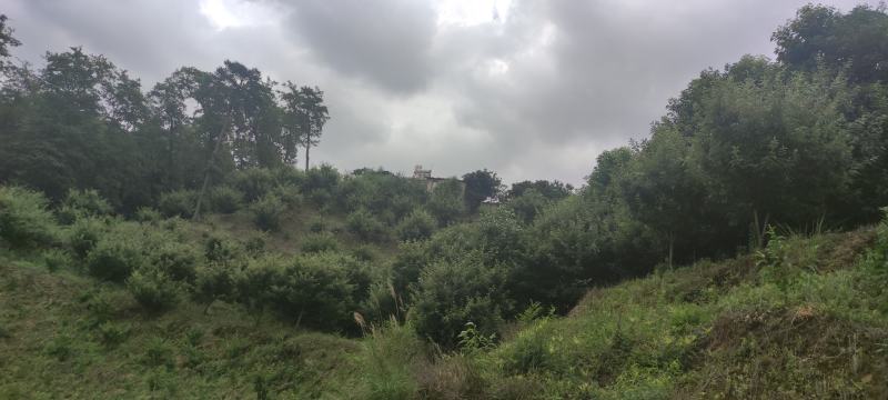 山地板栗基地转让