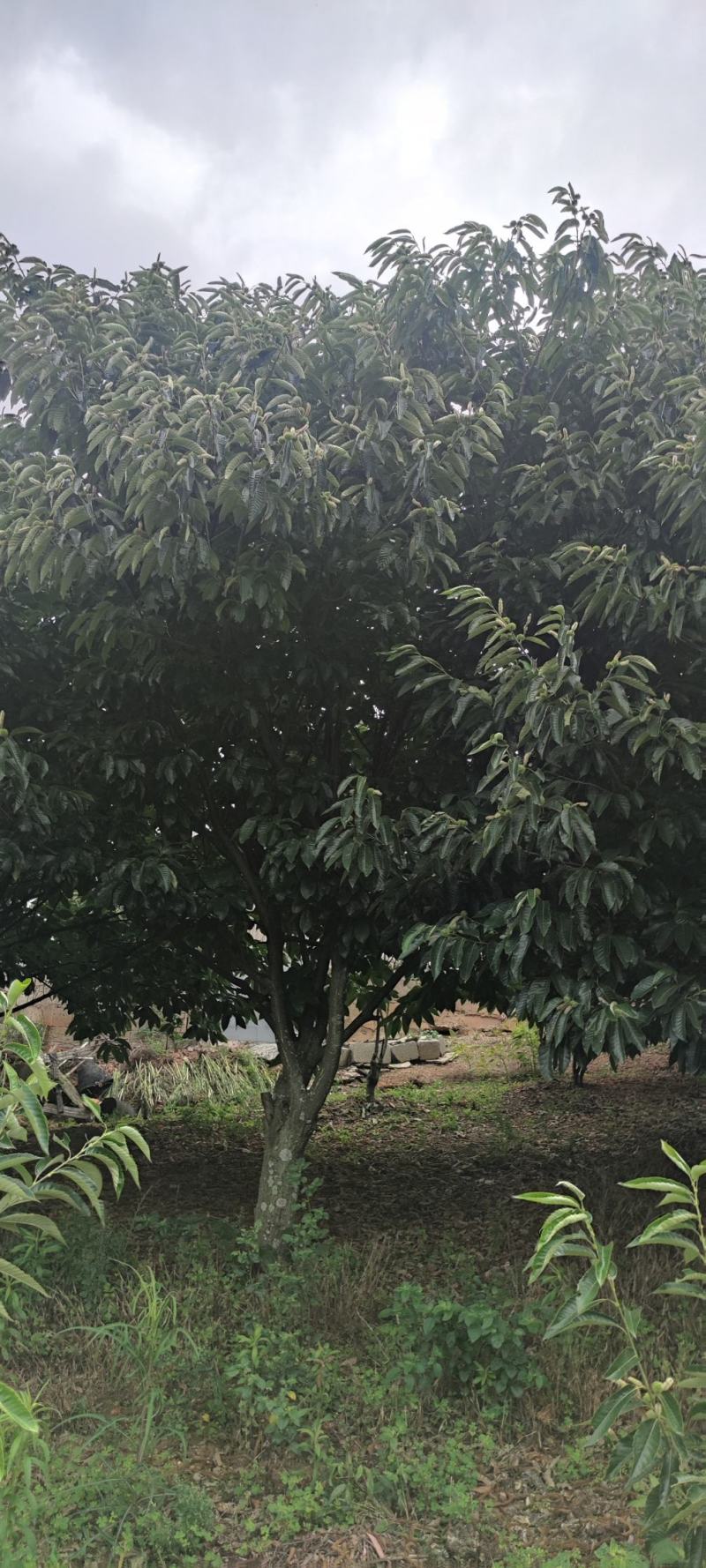 山地板栗基地转让