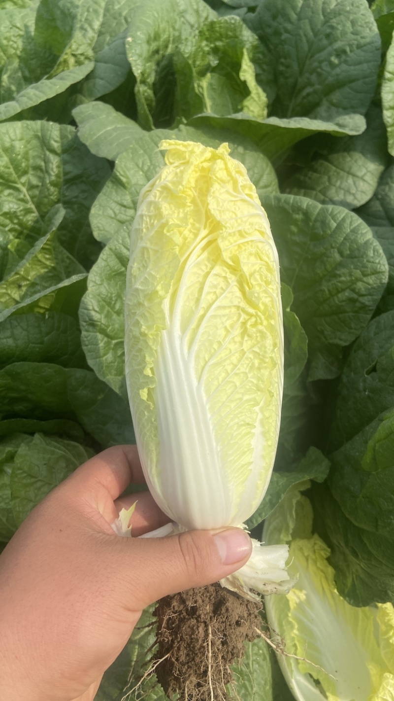 娃娃菜