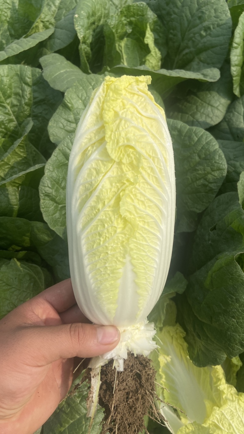 娃娃菜