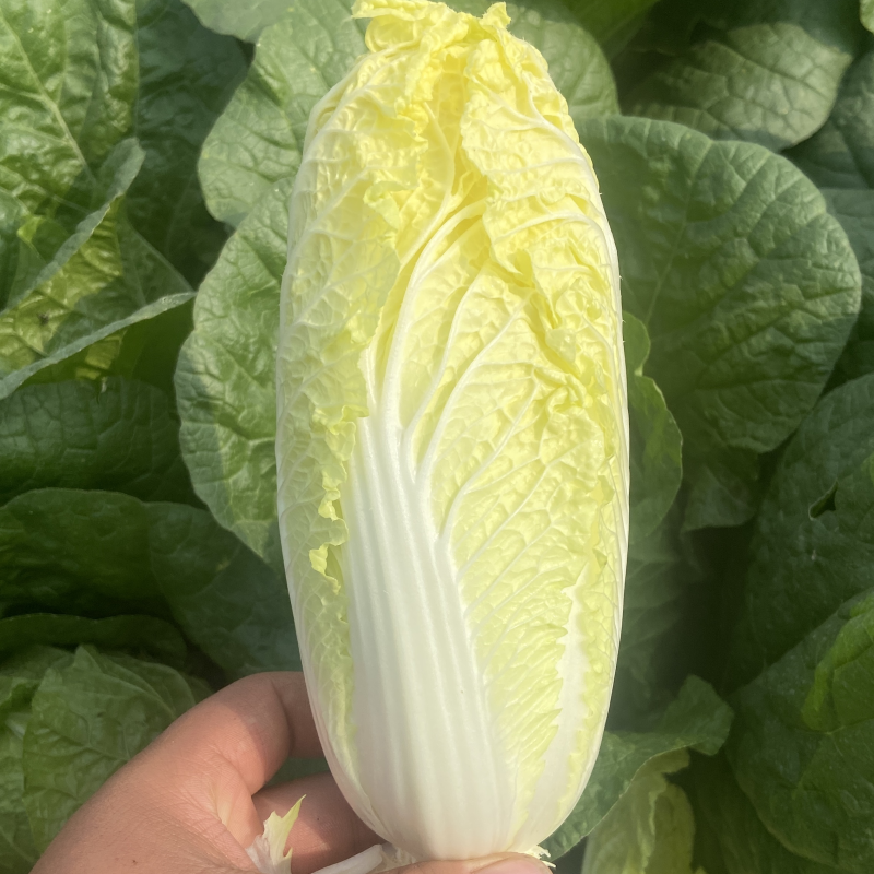 娃娃菜