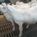美国大白羊，白山羊，白山羊活体，山羊羊羔