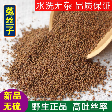 中药材菟丝子泡茶内蒙野生男士泡酒批发零售各种规格包邮