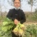 芥菜头芥菜疙瘩大疙瘩沙地疙瘩光滑干净出品率高