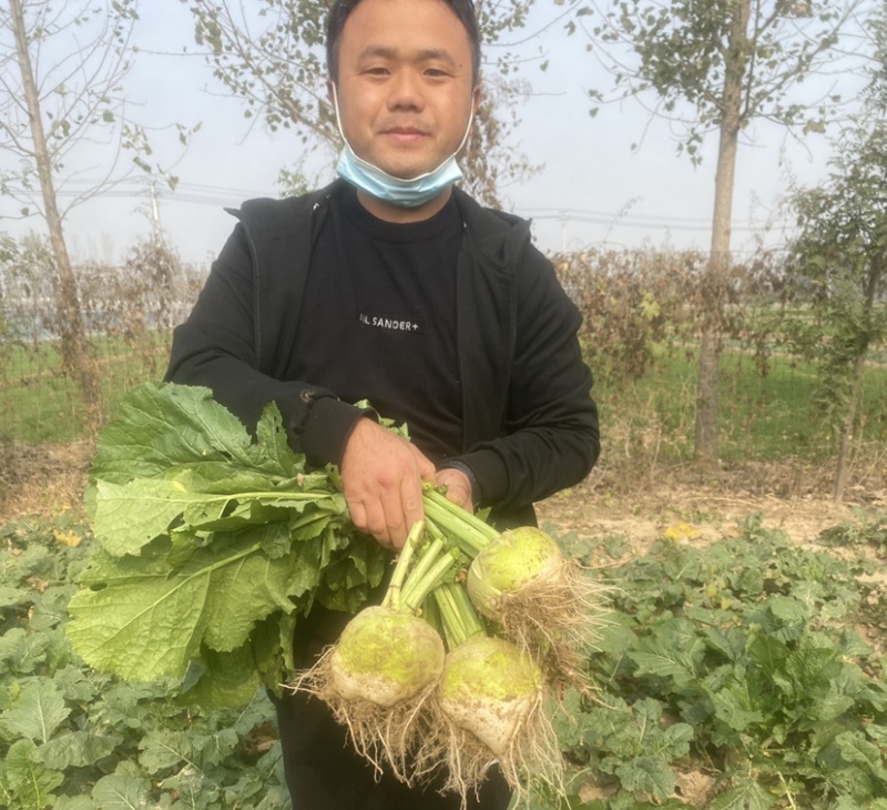 芥菜头芥菜疙瘩大疙瘩沙地疙瘩光滑干净出品率高