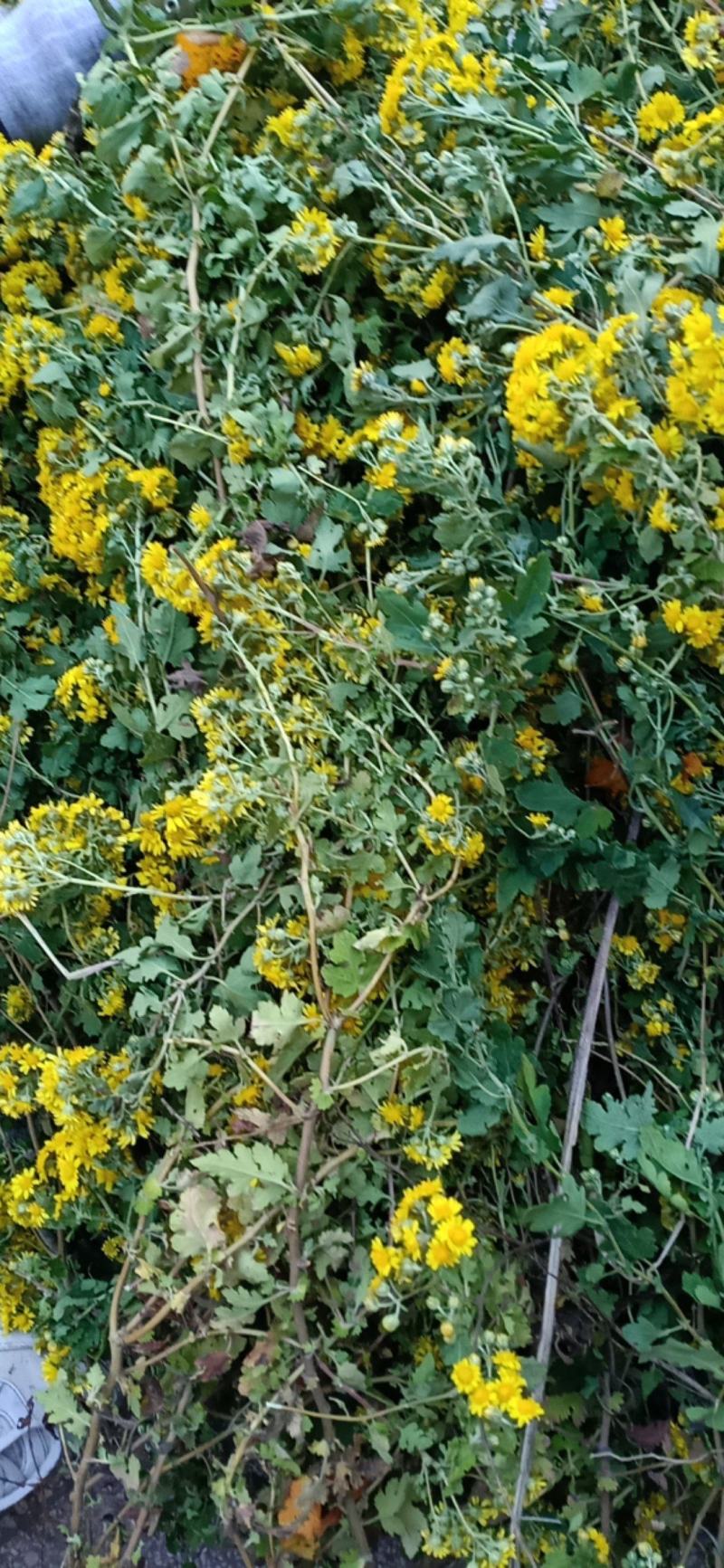 菊花，菊花茶，菊花枕，还来就菊花，菊花功效多
