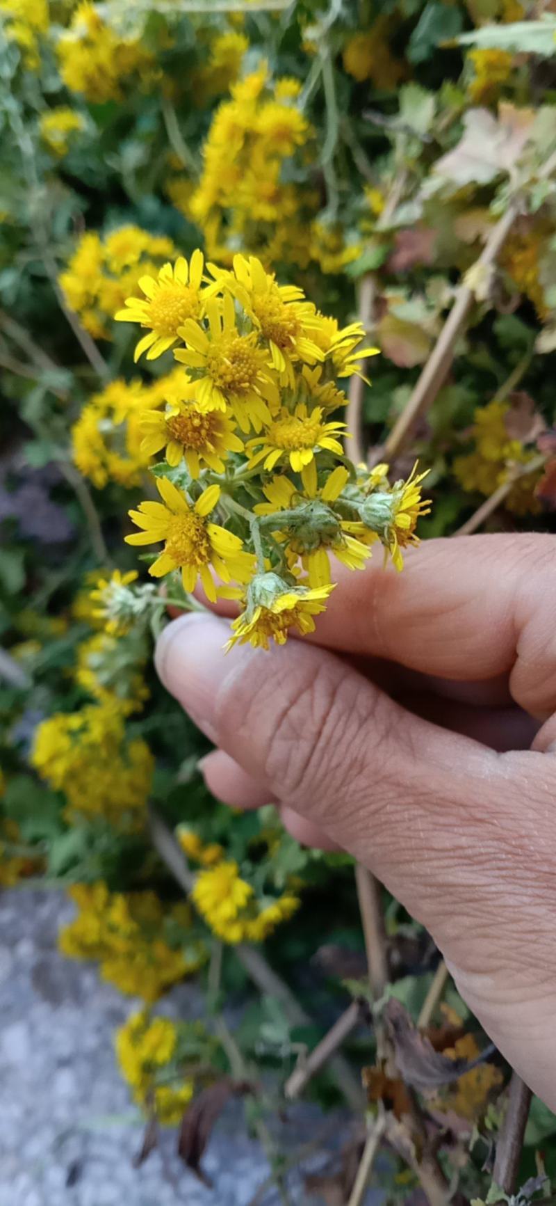 菊花，菊花茶，菊花枕，还来就菊花，菊花功效多