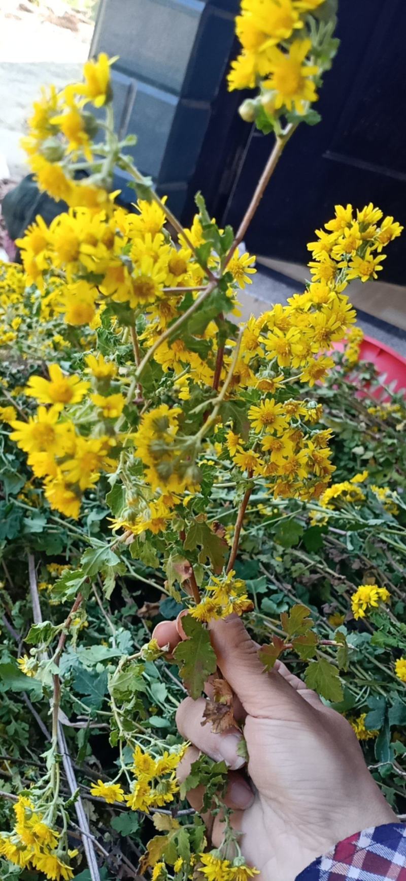 菊花，菊花茶，菊花枕，还来就菊花，菊花功效多