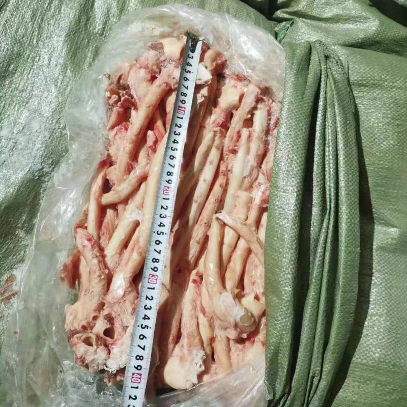 肥猪心管