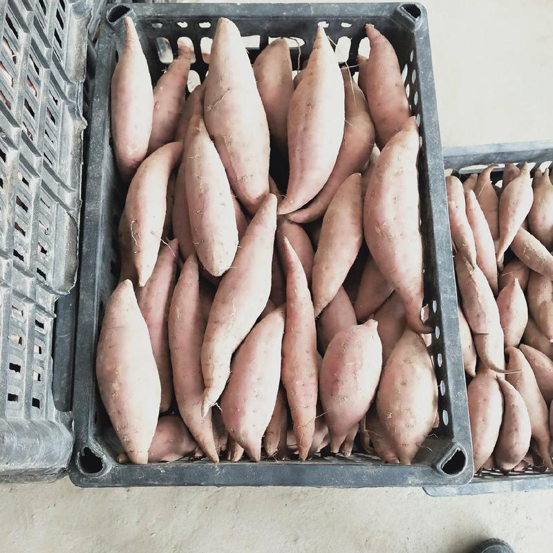 密薯西瓜红，产地直供，支持全国代发，保质保量。