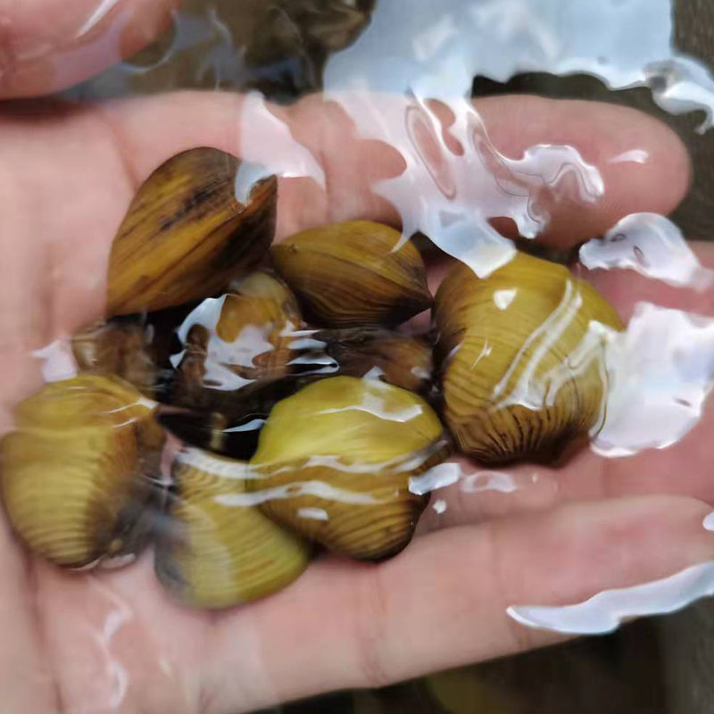 【优选】湖北仙桃市河蚬黄沙蚬大量供应欢迎采购
