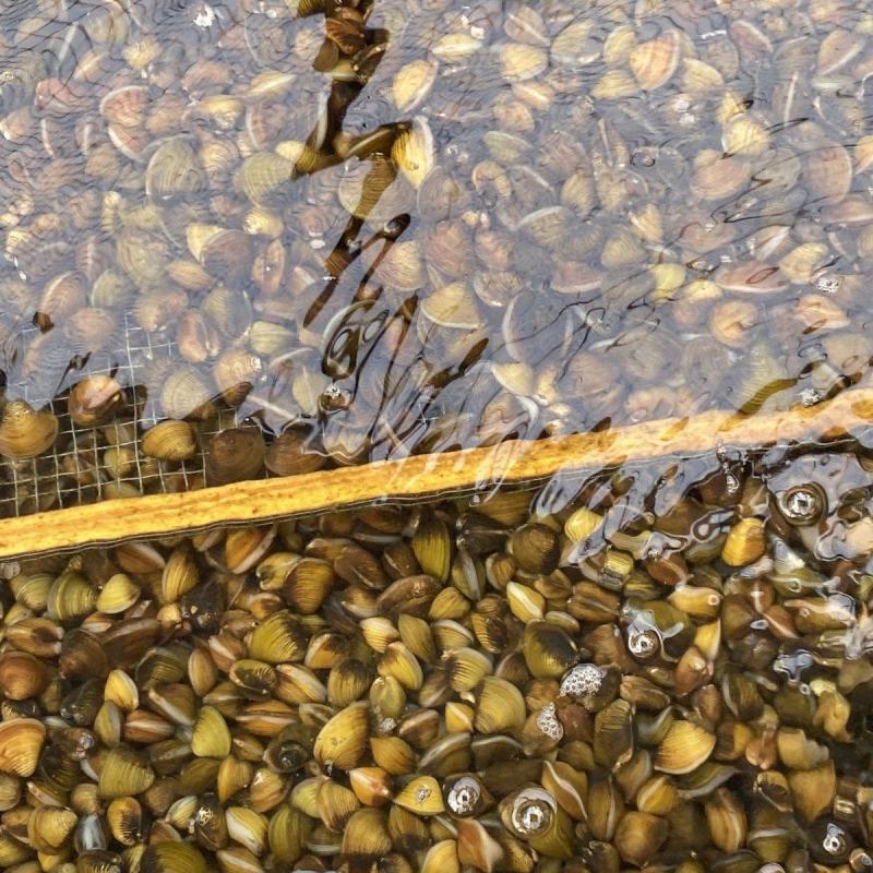 【优选】湖北仙桃市河蚬黄沙蚬大量供应欢迎采购