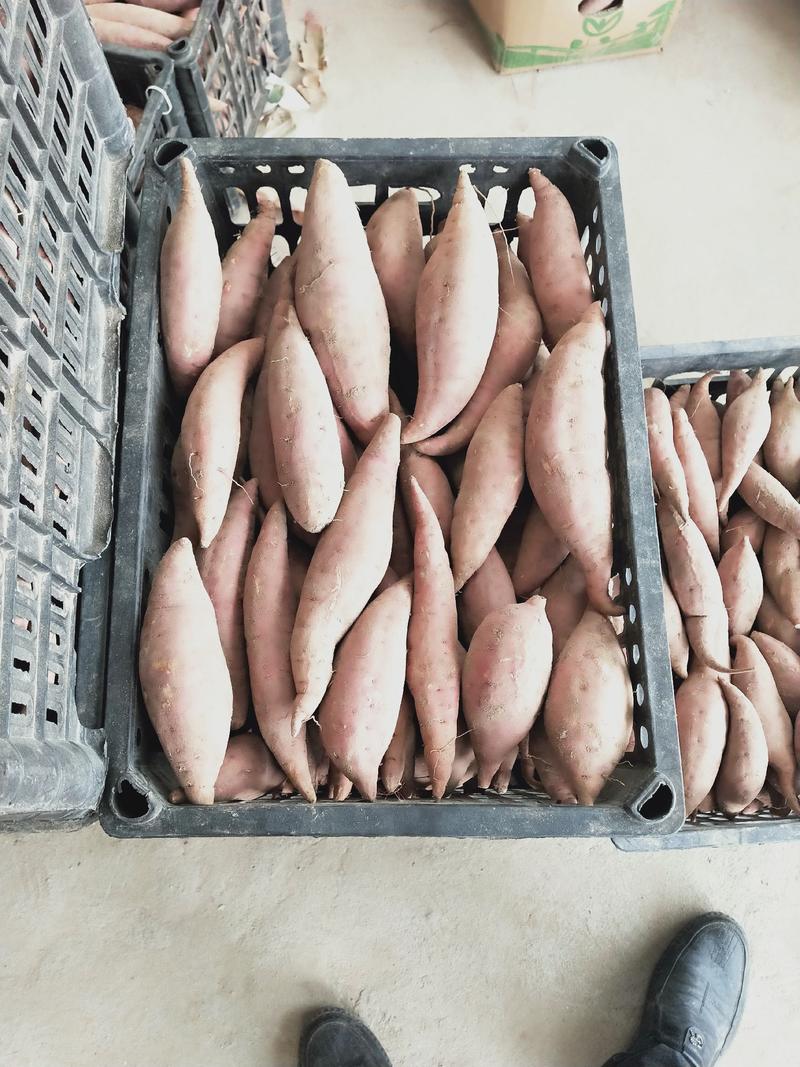 密薯西瓜红，产地直供，支持全国代发，保质保量。