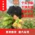 芥菜头芥菜疙瘩大疙瘩沙地疙瘩光滑干净出品率高
