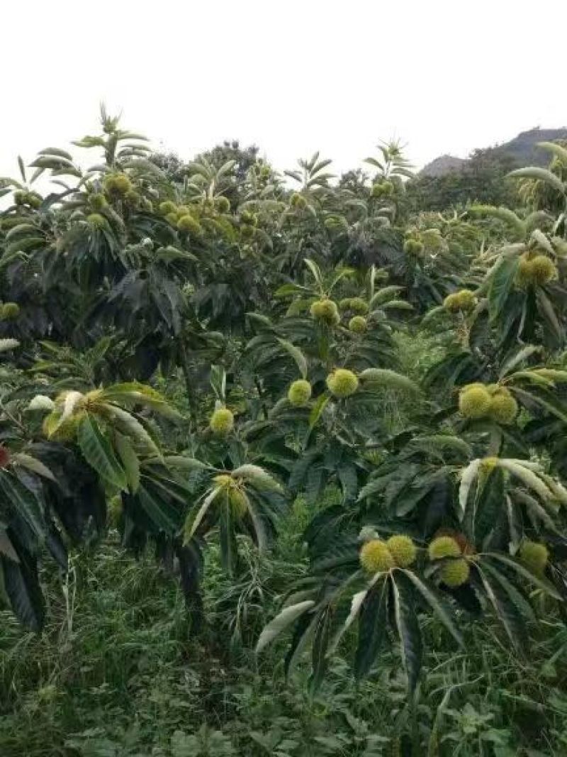 正宗迁西板栗燕山油栗炒货店软糯香甜颗粒饱满规格齐全包邮