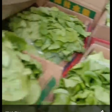 精品生菜