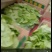 精品生菜