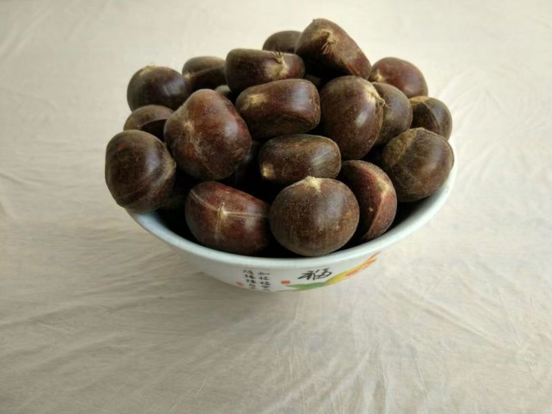 【精品好货】正宗迁西板栗软糯香甜品质好价格低一手货源