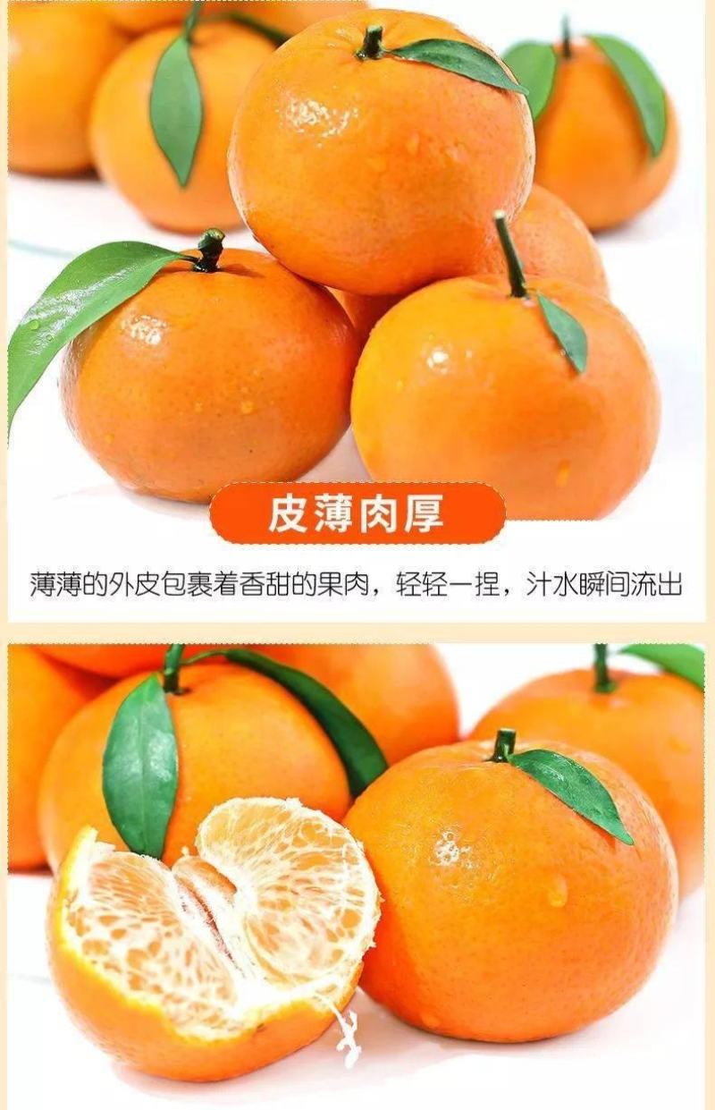 沃柑