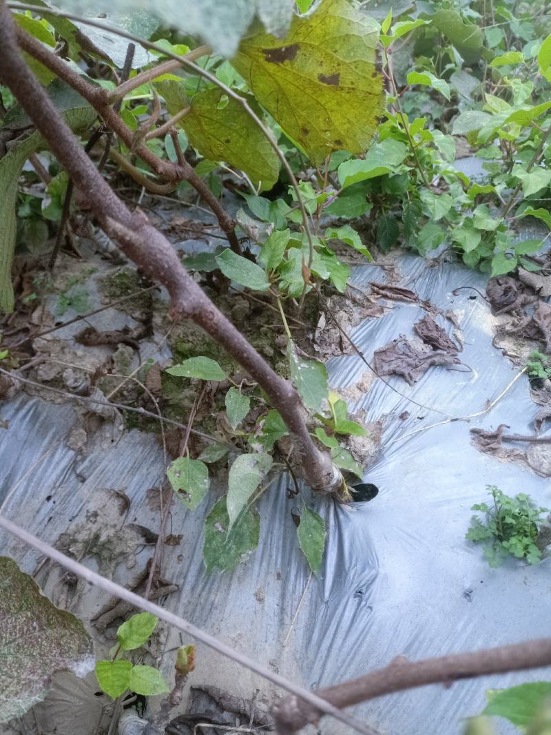 东红嫁接苗