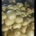 Ⅴ7，黄金薯，沃土