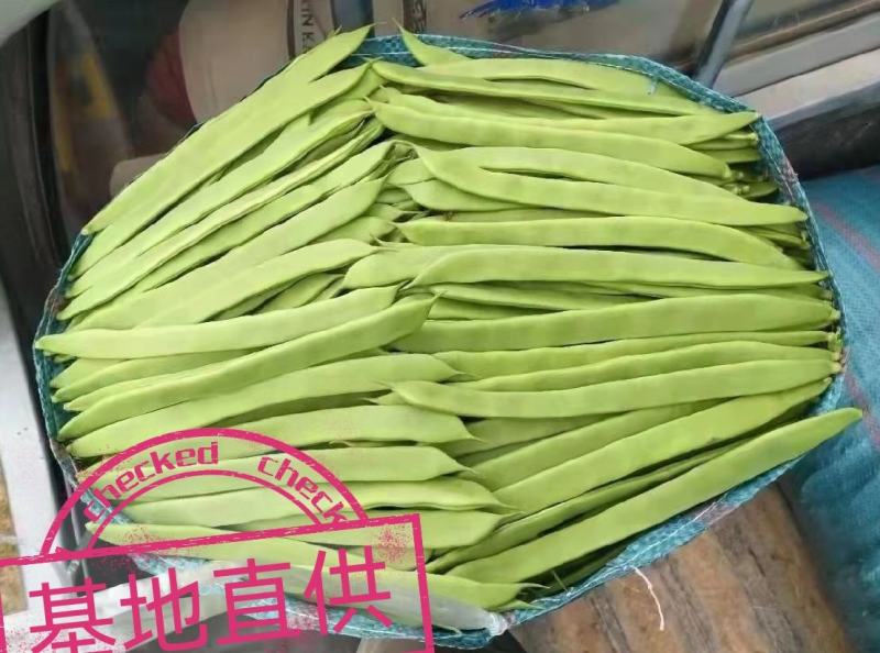 绿扁豆精品到网袋，云南临沧正反季节蔬菜，质量保证基地直发