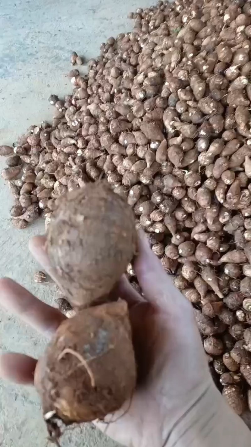 青薯9号红皮黄心的土豆基地直供