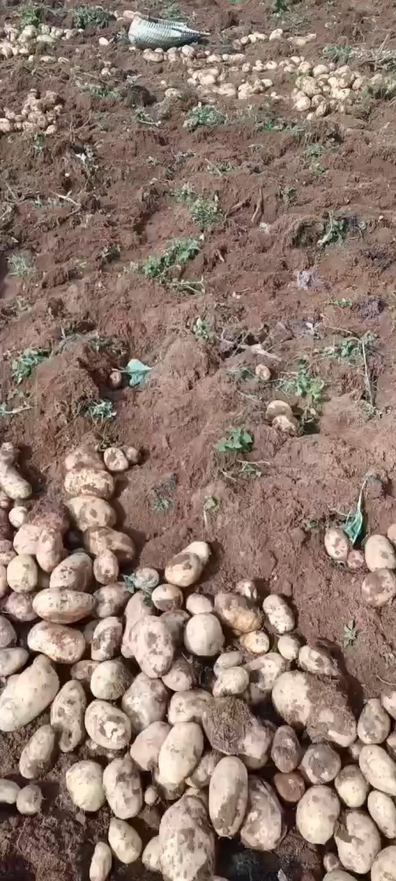 青薯9号红皮黄心的土豆基地直供