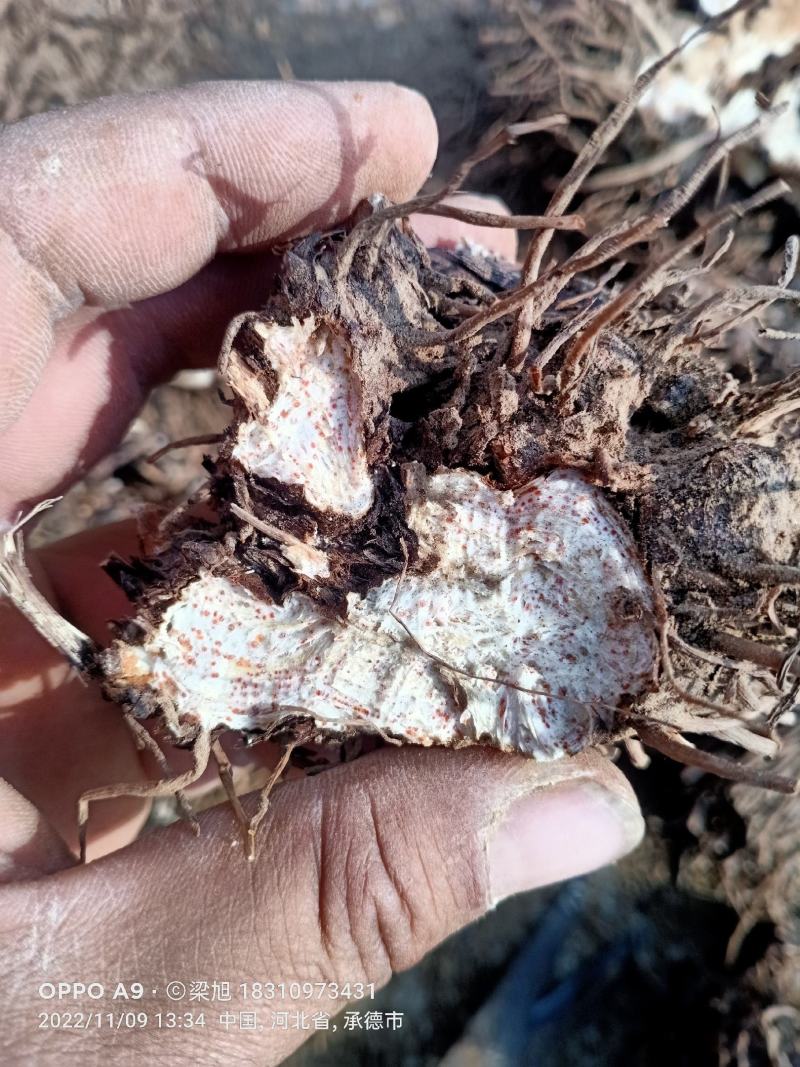 苍术苗承德朱砂点北苍术，正宗北苍术，一手货源，基地直供