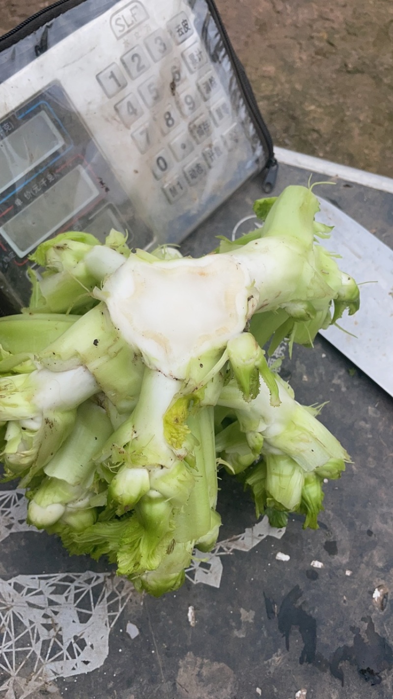 精品儿菜，无抽苔无锈斑，懂货的来！