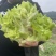 精品儿菜，无抽苔无锈斑，懂货的来！