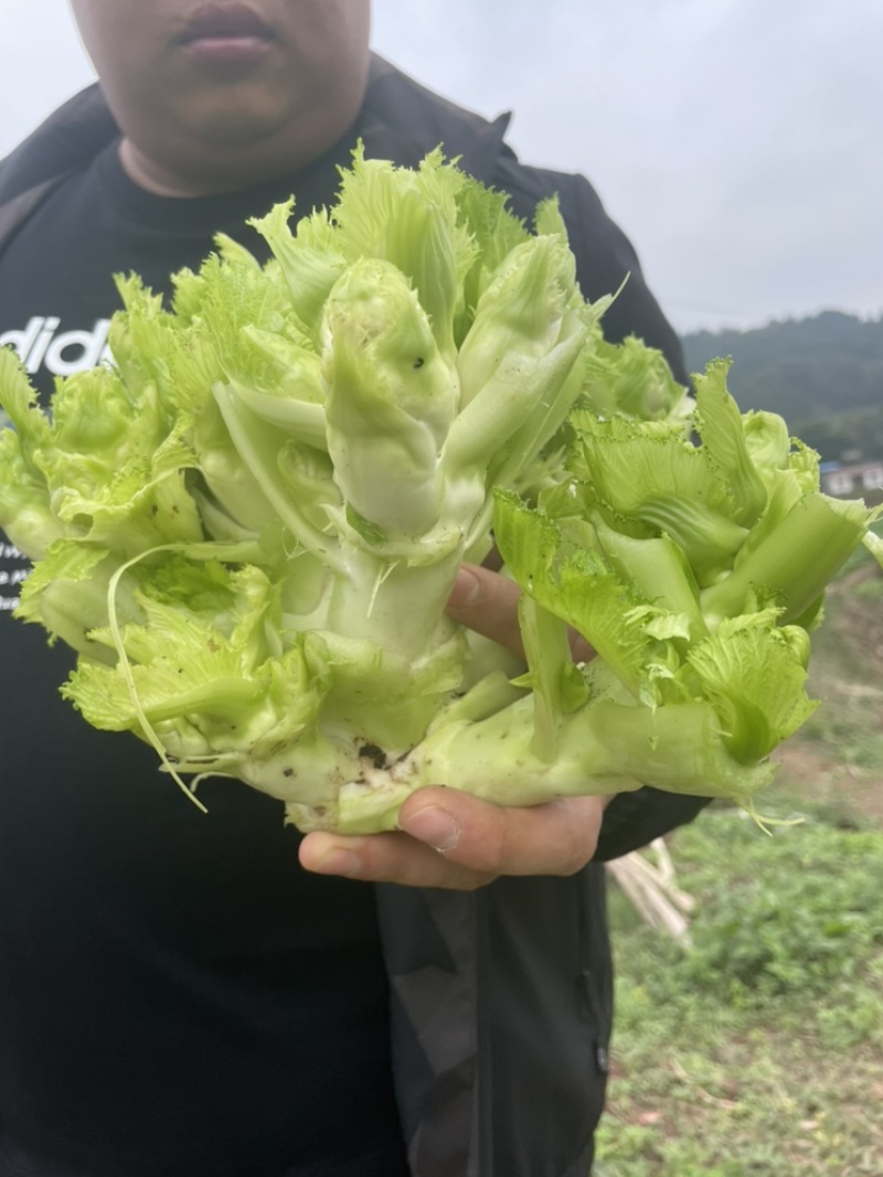 精品儿菜，无抽苔无锈斑，懂货的来！