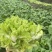 精品儿菜，无抽苔无锈斑，懂货的来！