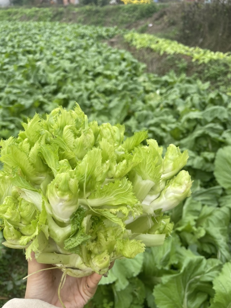 精品儿菜，无抽苔无锈斑，懂货的来！